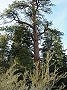 Thumbs/tn_DSCF4576.jpg